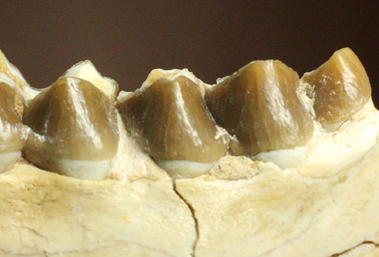 希少！サウスダコタ産哺乳類の歯化石4点セット(Mammal teeth)（その10）
