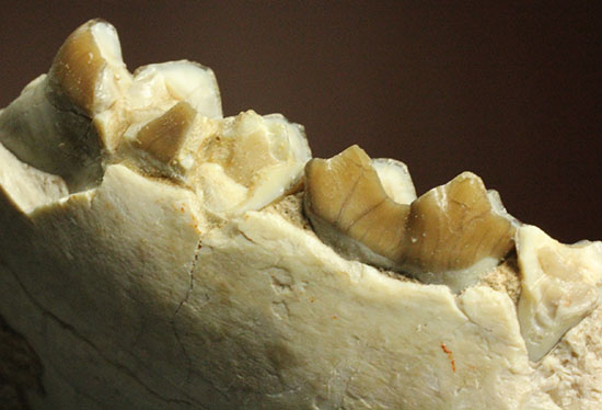 希少！サウスダコタ産哺乳類の歯化石4点セット(Mammal teeth)（その11）
