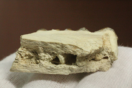 希少！サウスダコタ産哺乳類の歯化石4点セット(Mammal teeth)（その12）