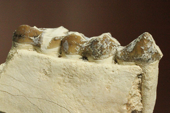 希少！サウスダコタ産哺乳類の歯化石4点セット(Mammal teeth)（その13）