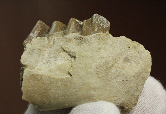 希少！サウスダコタ産哺乳類の歯化石4点セット(Mammal teeth)（その14）
