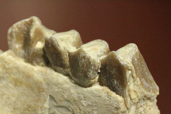希少！サウスダコタ産哺乳類の歯化石4点セット(Mammal teeth)（その15）