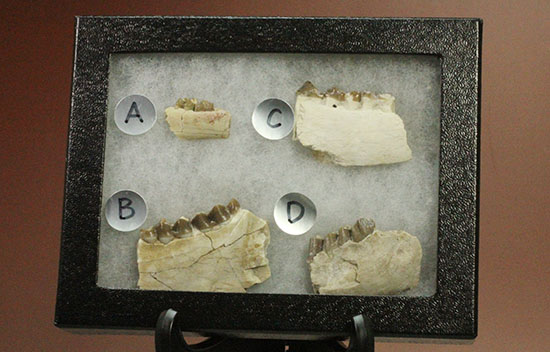 希少！サウスダコタ産哺乳類の歯化石4点セット(Mammal teeth)（その2）