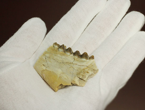 希少！サウスダコタ産哺乳類の歯化石4点セット(Mammal teeth)（その4）
