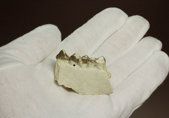 希少！サウスダコタ産哺乳類の歯化石4点セット(Mammal teeth)（その5）