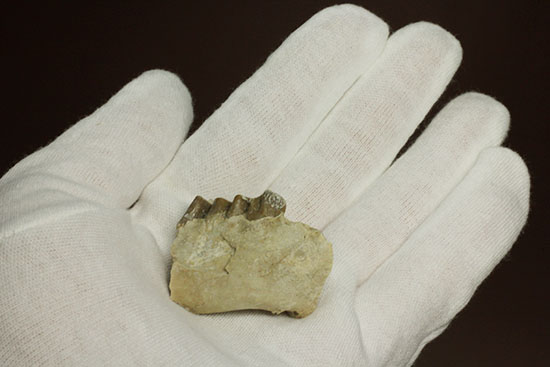 希少！サウスダコタ産哺乳類の歯化石4点セット(Mammal teeth)（その6）