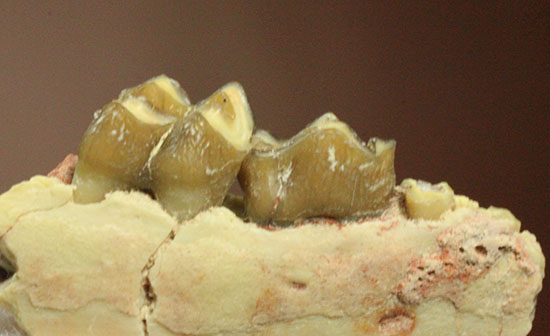 希少！サウスダコタ産哺乳類の歯化石4点セット(Mammal teeth)（その7）
