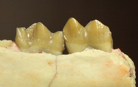 希少！サウスダコタ産哺乳類の歯化石4点セット(Mammal teeth)（その8）