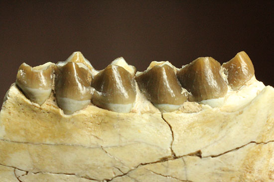 新生代の哺乳類歯化石画像