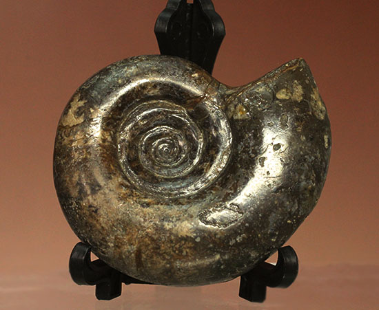 巻きの美しい北海道産アンモナイト(Ammonite)(その1)