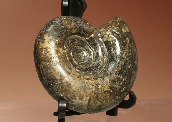 巻きの美しい北海道産アンモナイト(Ammonite)(その10)