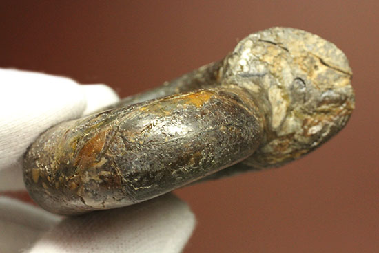 巻きの美しい北海道産アンモナイト(Ammonite)(その11)