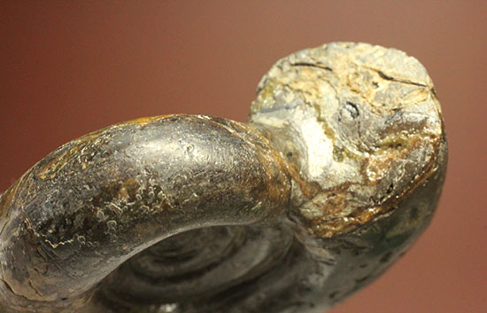 巻きの美しい北海道産アンモナイト(Ammonite)（その12）
