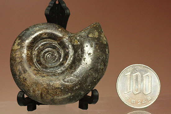 巻きの美しい北海道産アンモナイト(Ammonite)（その13）