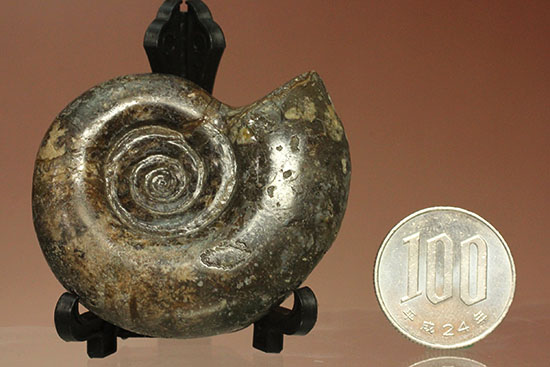 巻きの美しい北海道産アンモナイト(Ammonite)(その13)