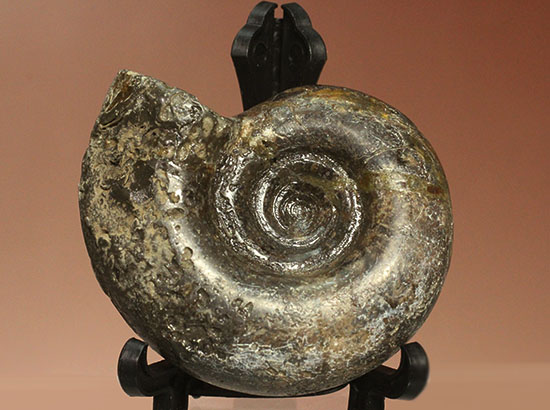 巻きの美しい北海道産アンモナイト(Ammonite)（その2）