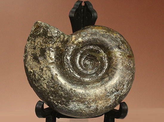 巻きの美しい北海道産アンモナイト(Ammonite)(その2)