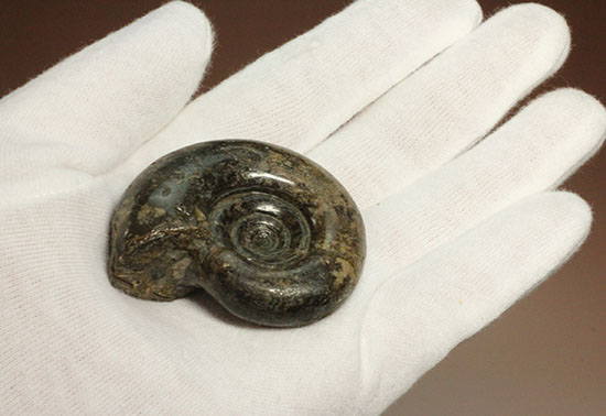 巻きの美しい北海道産アンモナイト(Ammonite)（その3）