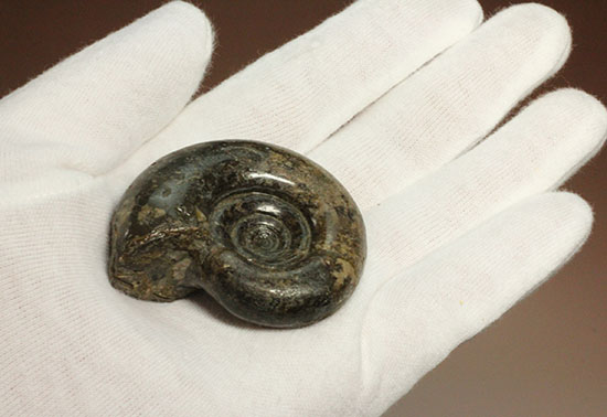 巻きの美しい北海道産アンモナイト(Ammonite)(その3)
