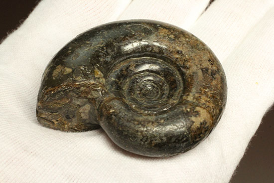 巻きの美しい北海道産アンモナイト(Ammonite)(その4)