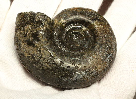 巻きの美しい北海道産アンモナイト(Ammonite)(その5)