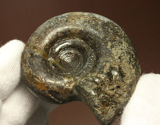 巻きの美しい北海道産アンモナイト(Ammonite)（その6）