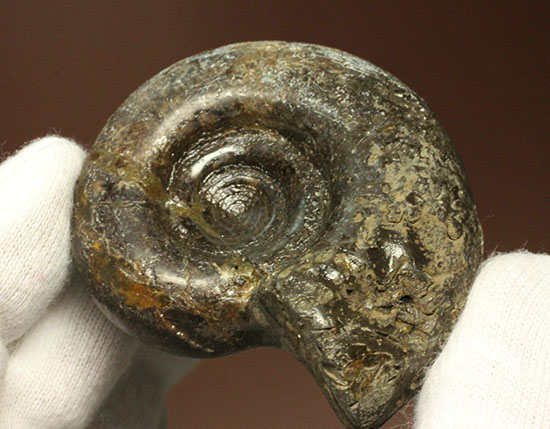 巻きの美しい北海道産アンモナイト(Ammonite)(その6)