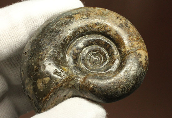 巻きの美しい北海道産アンモナイト(Ammonite)(その7)