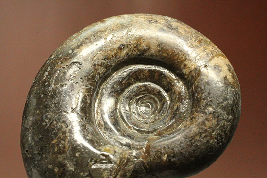 巻きの美しい北海道産アンモナイト(Ammonite)(その8)