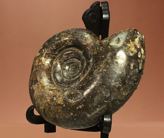 巻きの美しい北海道産アンモナイト(Ammonite)(その9)