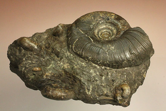 味わい深い色合いの北海道産アンモナイト(Ammonite)（その1）
