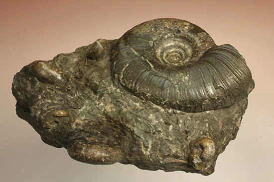 味わい深い色合いの北海道産アンモナイト(Ammonite)(その1)
