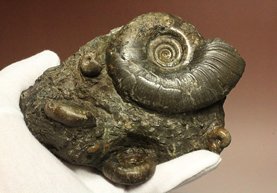 味わい深い色合いの北海道産アンモナイト(Ammonite)(その11)