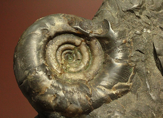 味わい深い色合いの北海道産アンモナイト(Ammonite)(その12)