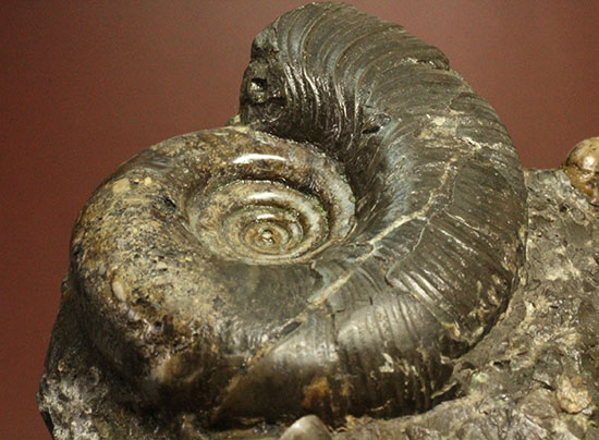 味わい深い色合いの北海道産アンモナイト(Ammonite)（その13）