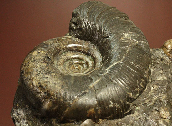 味わい深い色合いの北海道産アンモナイト(Ammonite)(その13)