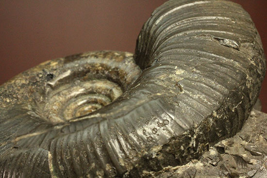 味わい深い色合いの北海道産アンモナイト(Ammonite)（その14）