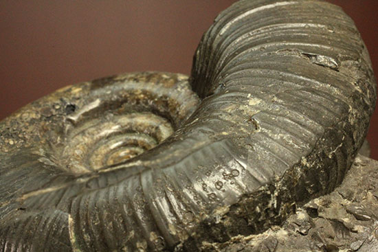 味わい深い色合いの北海道産アンモナイト(Ammonite)(その14)