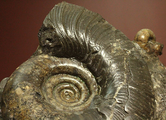 味わい深い色合いの北海道産アンモナイト(Ammonite)（その15）