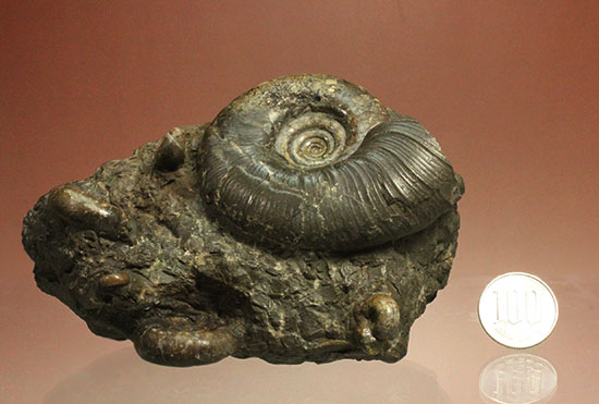 味わい深い色合いの北海道産アンモナイト(Ammonite)（その17）