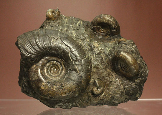 味わい深い色合いの北海道産アンモナイト(Ammonite)（その2）