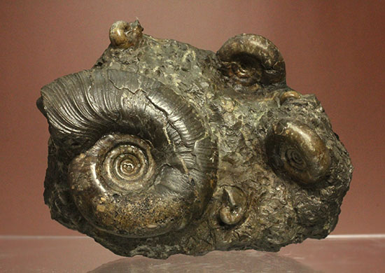 味わい深い色合いの北海道産アンモナイト(Ammonite)(その2)