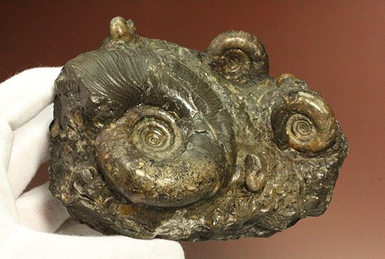 味わい深い色合いの北海道産アンモナイト(Ammonite)(その3)
