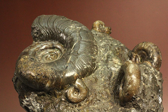 味わい深い色合いの北海道産アンモナイト(Ammonite)(その4)