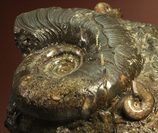 味わい深い色合いの北海道産アンモナイト(Ammonite)(その5)