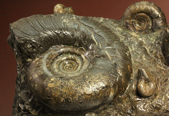 味わい深い色合いの北海道産アンモナイト(Ammonite)(その6)