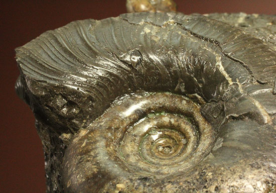 味わい深い色合いの北海道産アンモナイト(Ammonite)(その7)