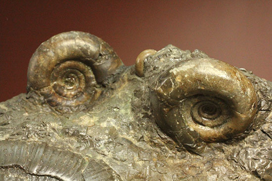 味わい深い色合いの北海道産アンモナイト(Ammonite)(その8)