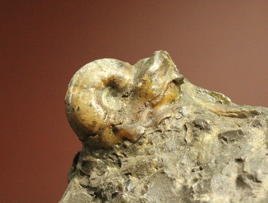 味わい深い色合いの北海道産アンモナイト(Ammonite)(その9)