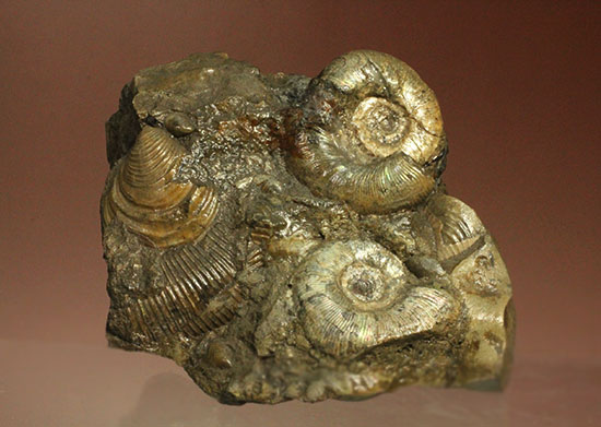 レアな一部遊色アリ！北海道産アンモナイト(Ammonite)（その1）